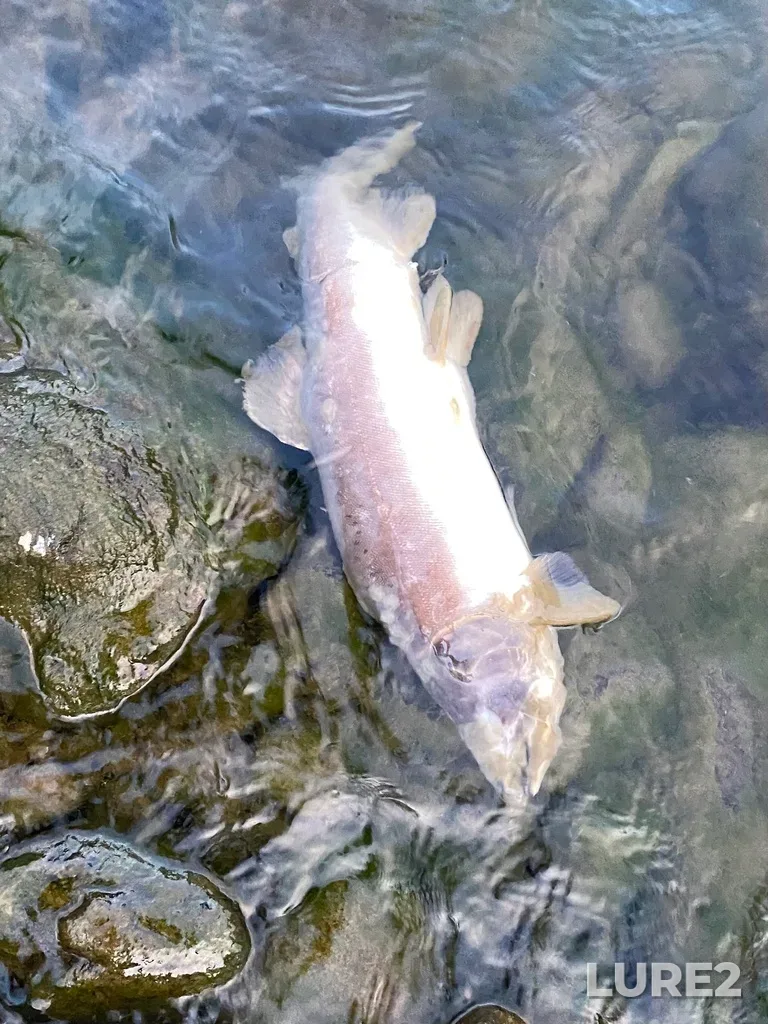 Pink salmon — Thompson River, Sep 30, 2025, 6:35 PM