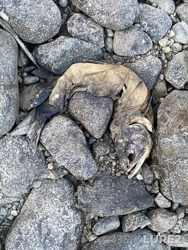 Pink salmon — Thompson River, Sep 30, 2025, 6:36 PM