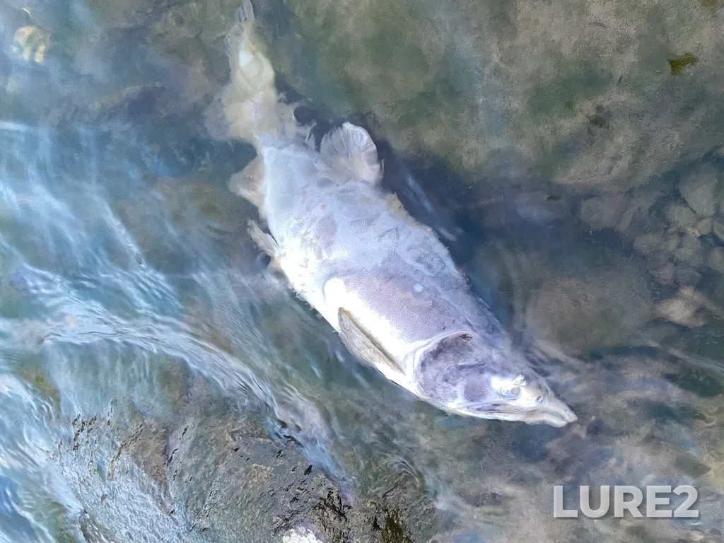 Pink salmon — Thompson River, Sep 30, 2025, 6:37 PM