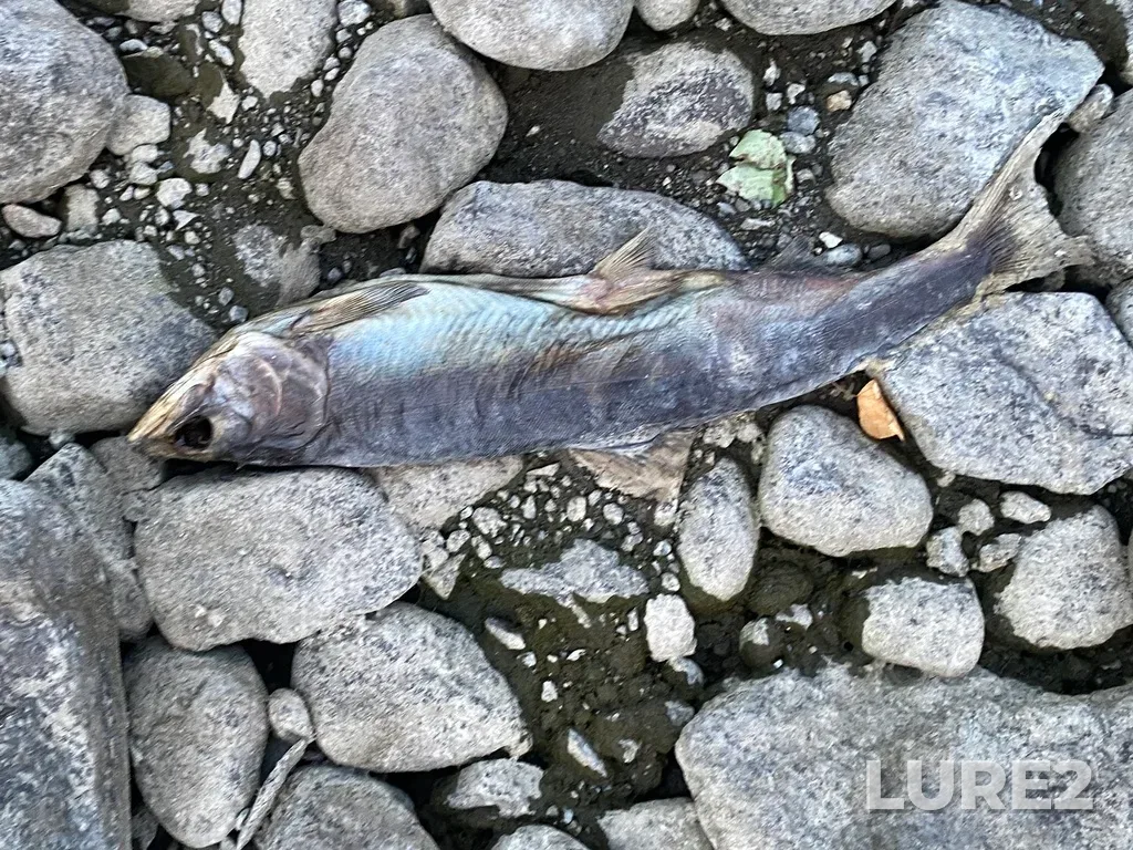 Pink salmon — Thompson River, Sep 30, 2025, 6:37 PM