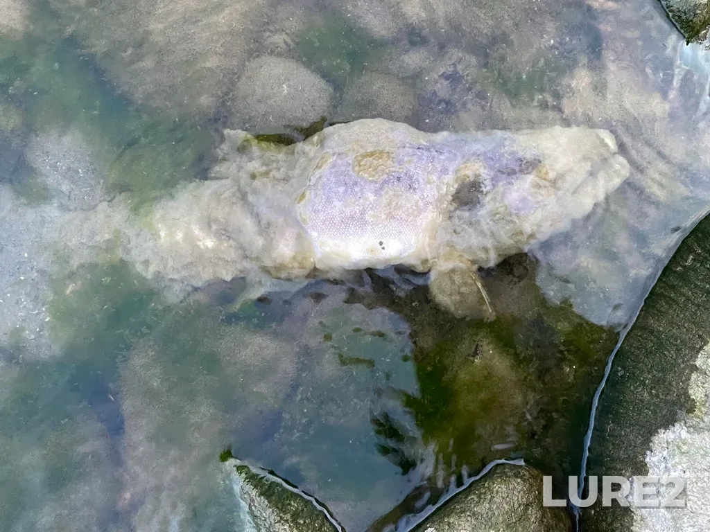 Pink salmon — Thompson River, Sep 30, 2025, 6:38 PM