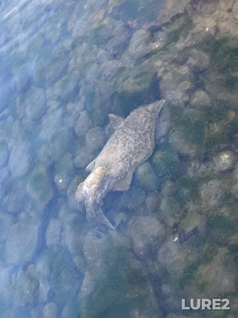 Pink salmon — Thompson River, Sep 30, 2025, 6:38 PM
