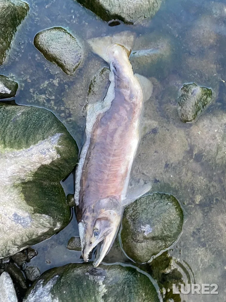 Pink salmon — Thompson River, Sep 30, 2025, 6:39 PM