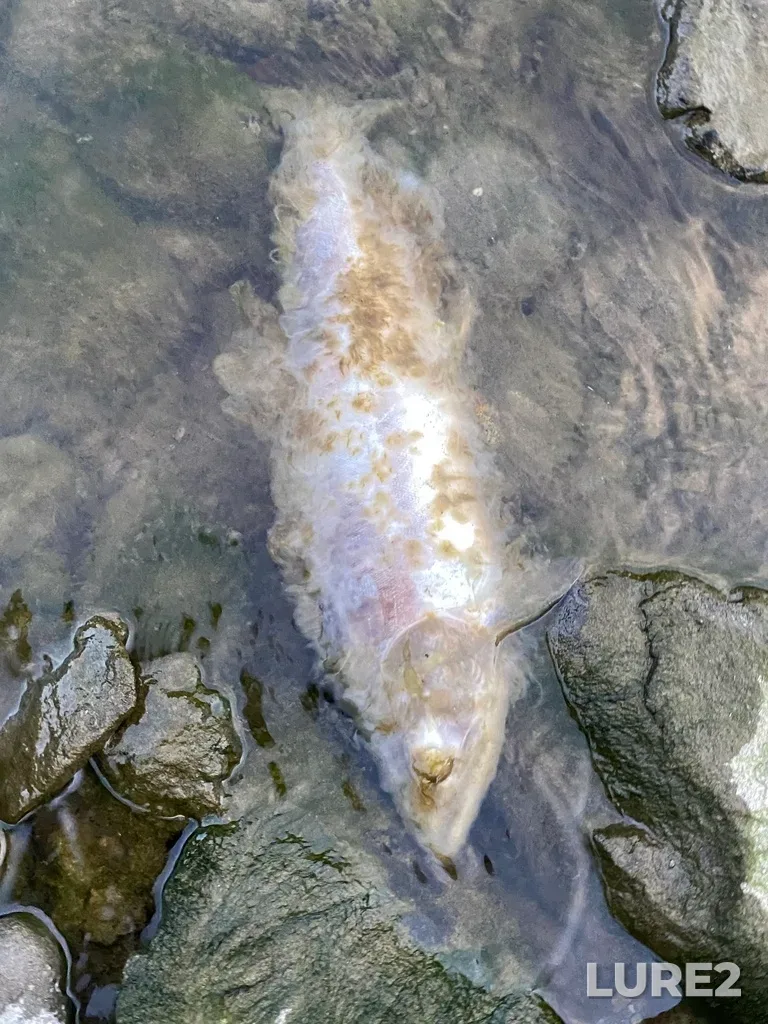 Pink salmon — Thompson River, Sep 30, 2025, 6:39 PM