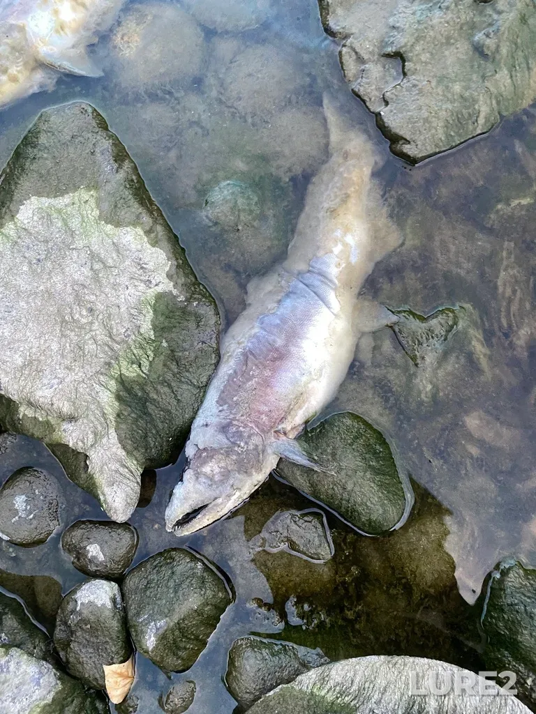 Pink salmon — Thompson River, Sep 30, 2025, 6:39 PM