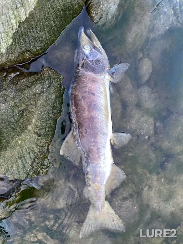 Pink salmon — Thompson River, Sep 30, 2025, 6:39 PM