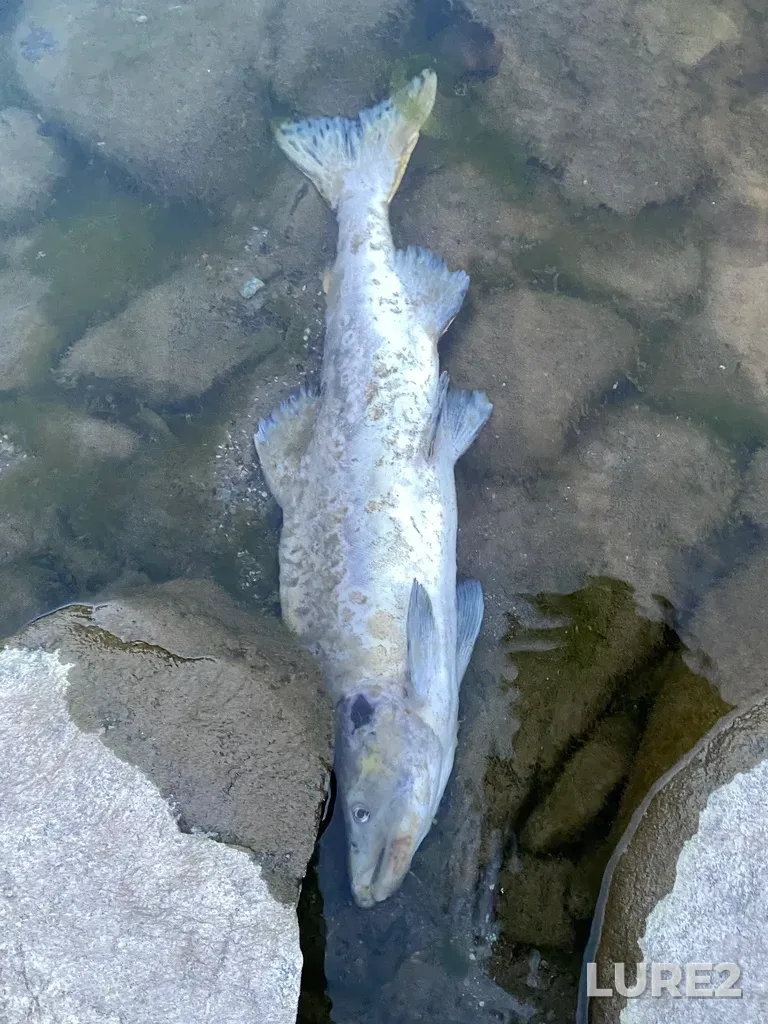 Pink salmon — Thompson River, Sep 30, 2025, 6:40 PM