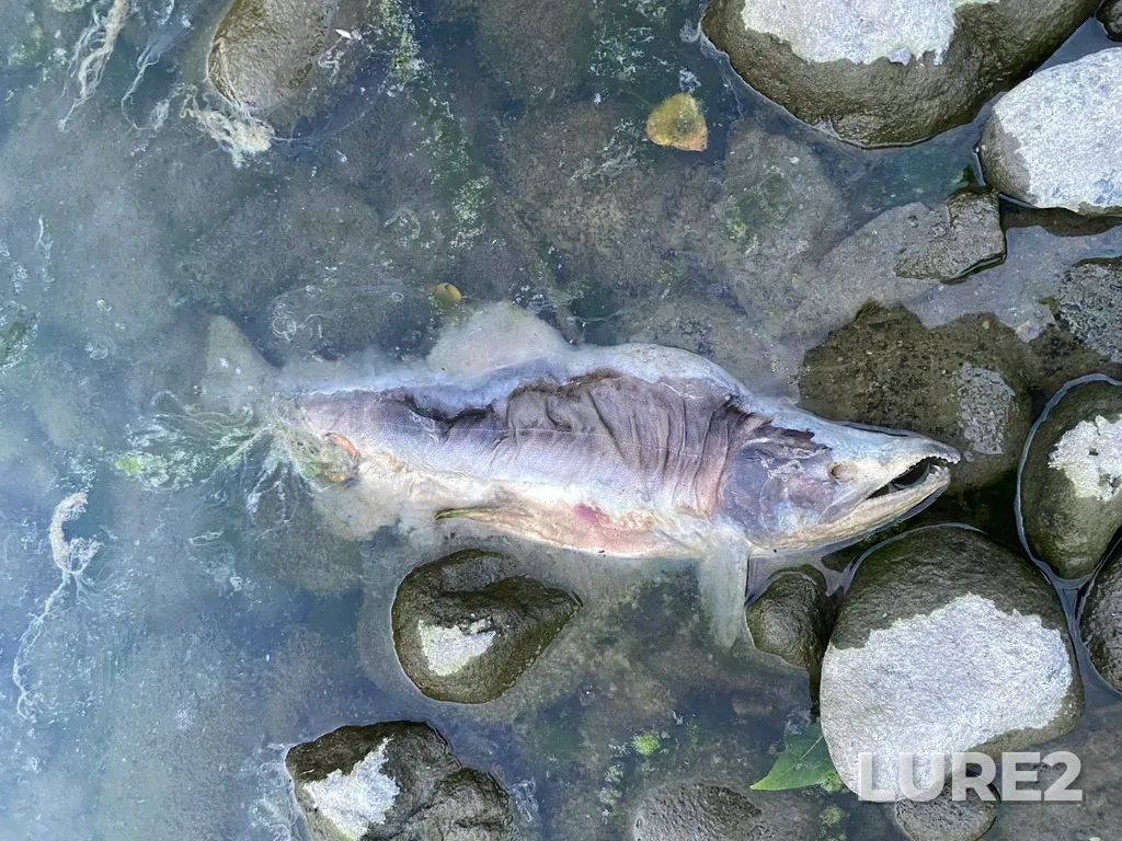 Pink salmon — Thompson River, Sep 30, 2025, 6:41 PM
