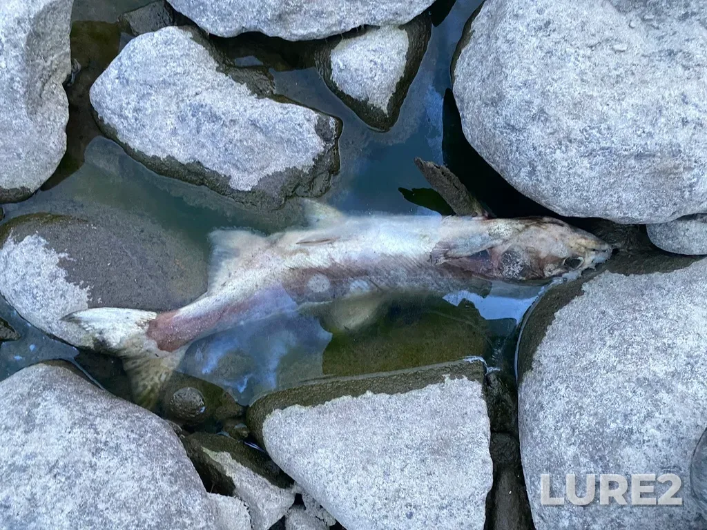 Pink salmon — Thompson River, Sep 30, 2025, 6:42 PM