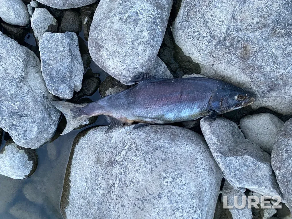 Pink salmon — Thompson River, Sep 30, 2025, 6:43 PM