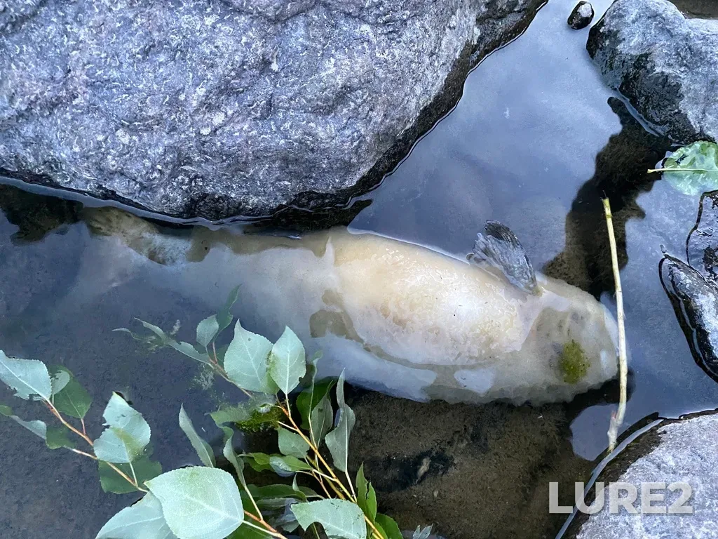 Pink salmon — Thompson River, Sep 30, 2025, 6:43 PM