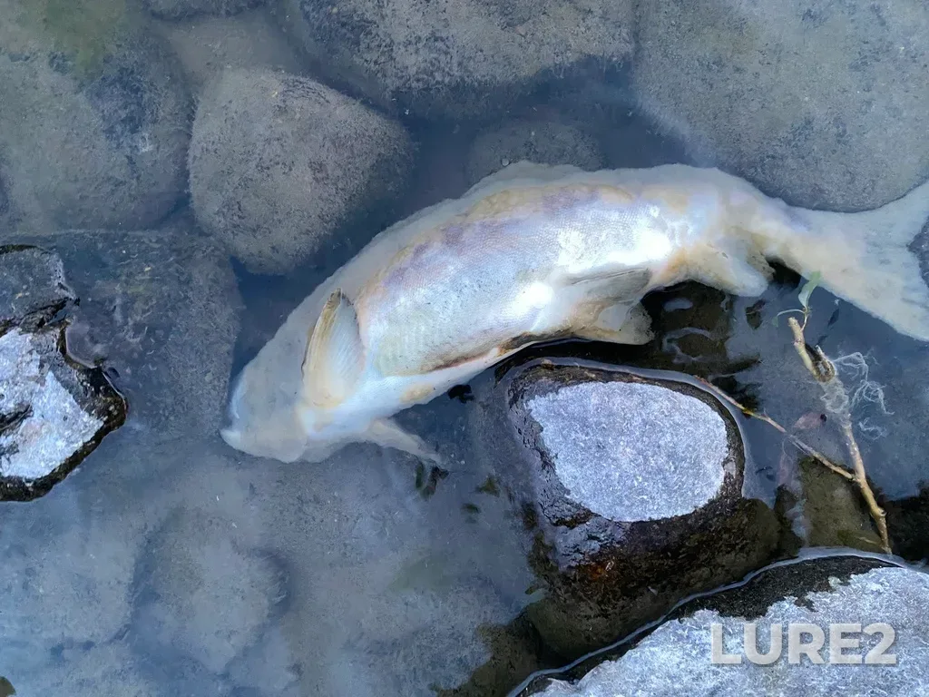 Pink salmon — Thompson River, Sep 30, 2025, 6:43 PM