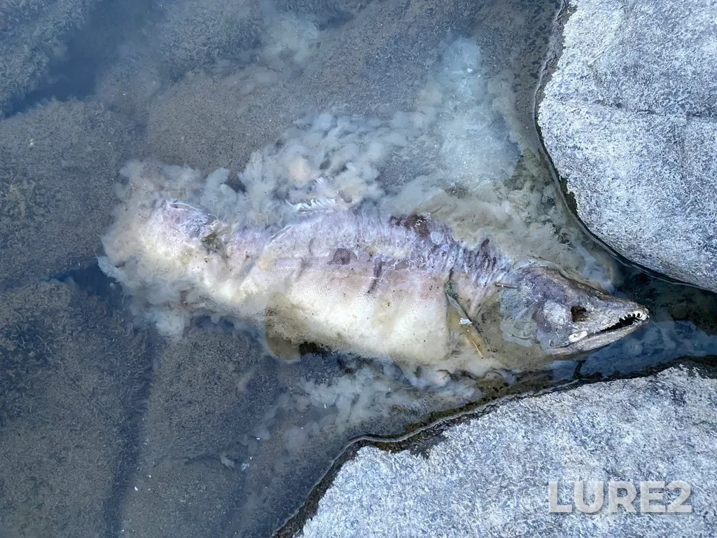 Pink salmon — Thompson River, Sep 30, 2025, 6:43 PM