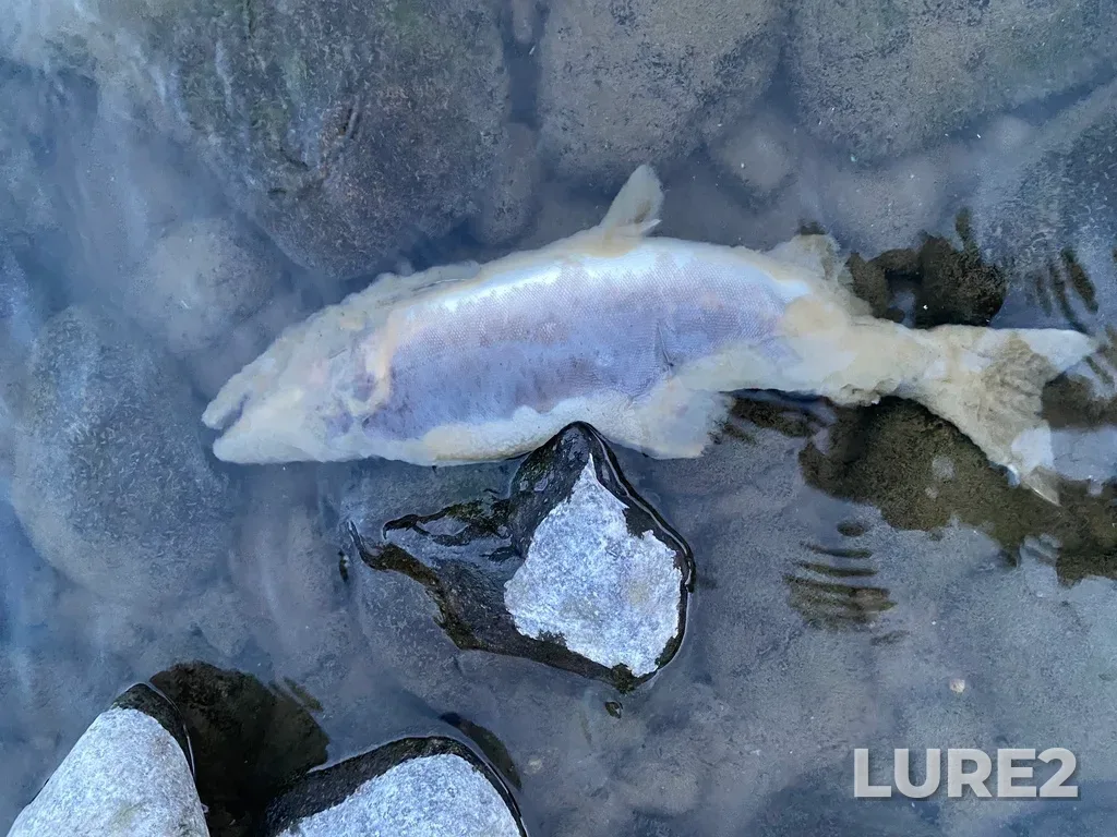 Pink salmon — Thompson River, Sep 30, 2025, 6:44 PM
