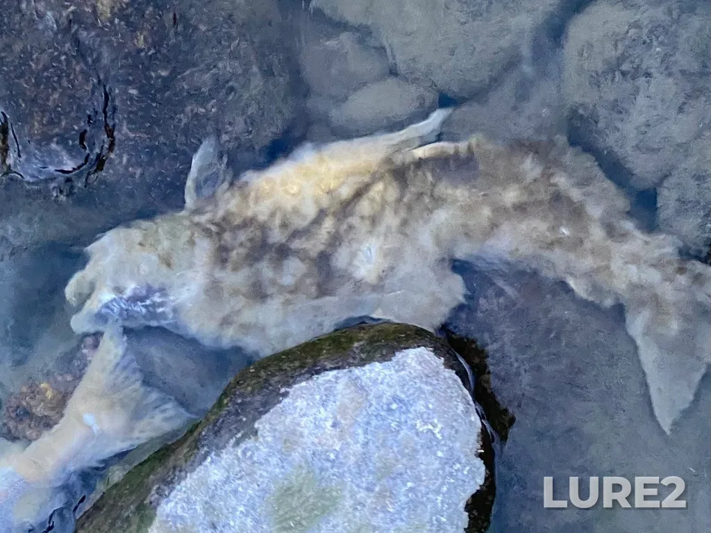 Pink salmon — Thompson River, Sep 30, 2025, 6:44 PM