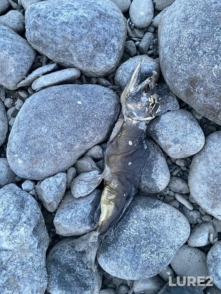 Pink salmon — Thompson River, Sep 30, 2025, 6:45 PM