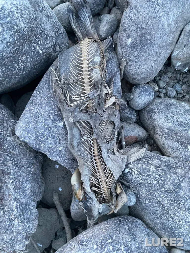 Pink salmon — Thompson River, Sep 30, 2025, 6:45 PM