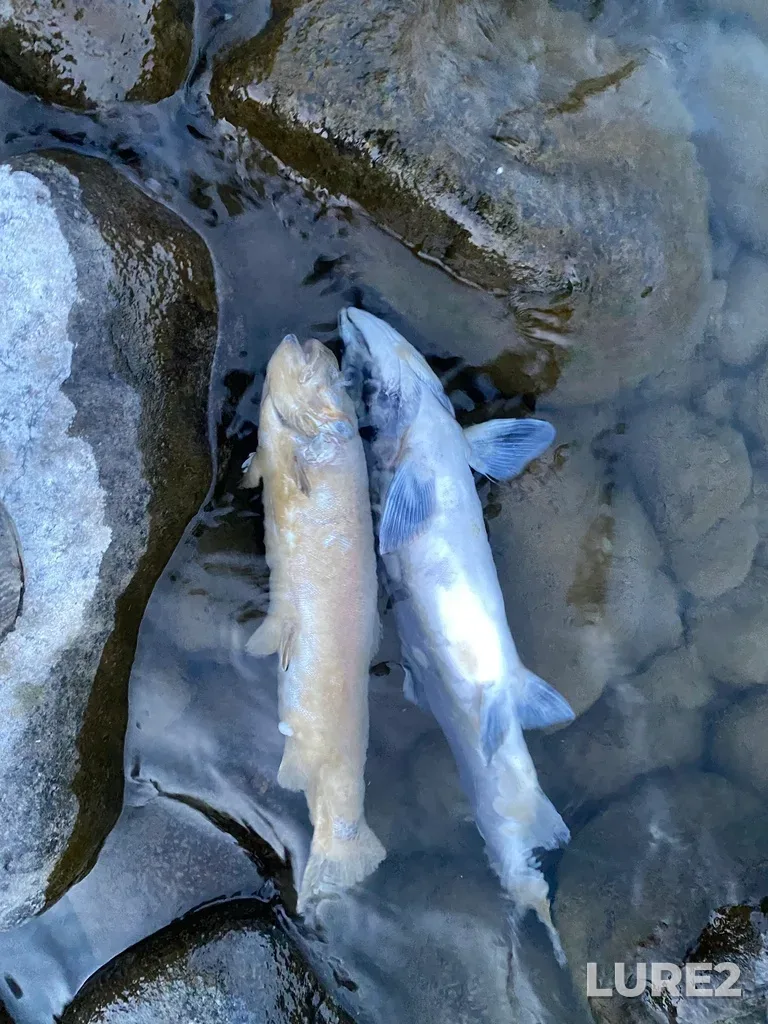 Pink salmon — Thompson River, Sep 30, 2025, 6:46 PM