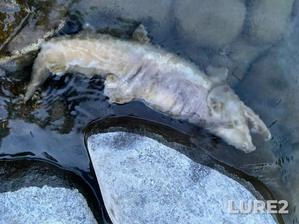 Pink salmon — Thompson River, Sep 30, 2025, 6:47 PM