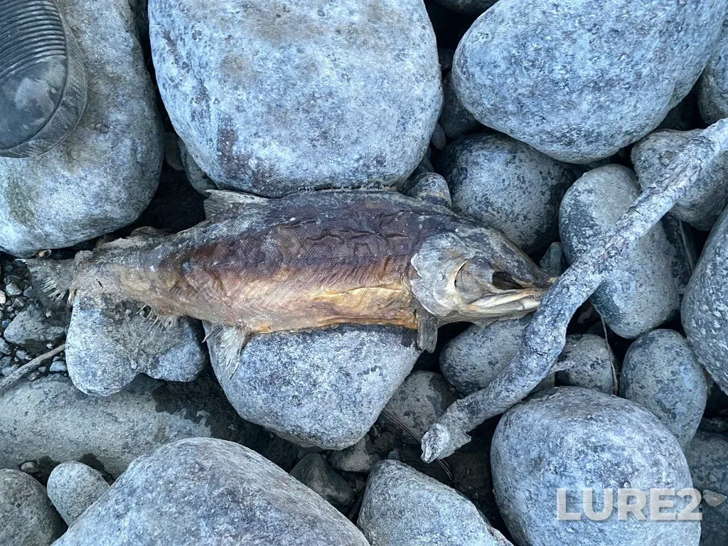 Pink salmon — Thompson River, Sep 30, 2025, 6:47 PM