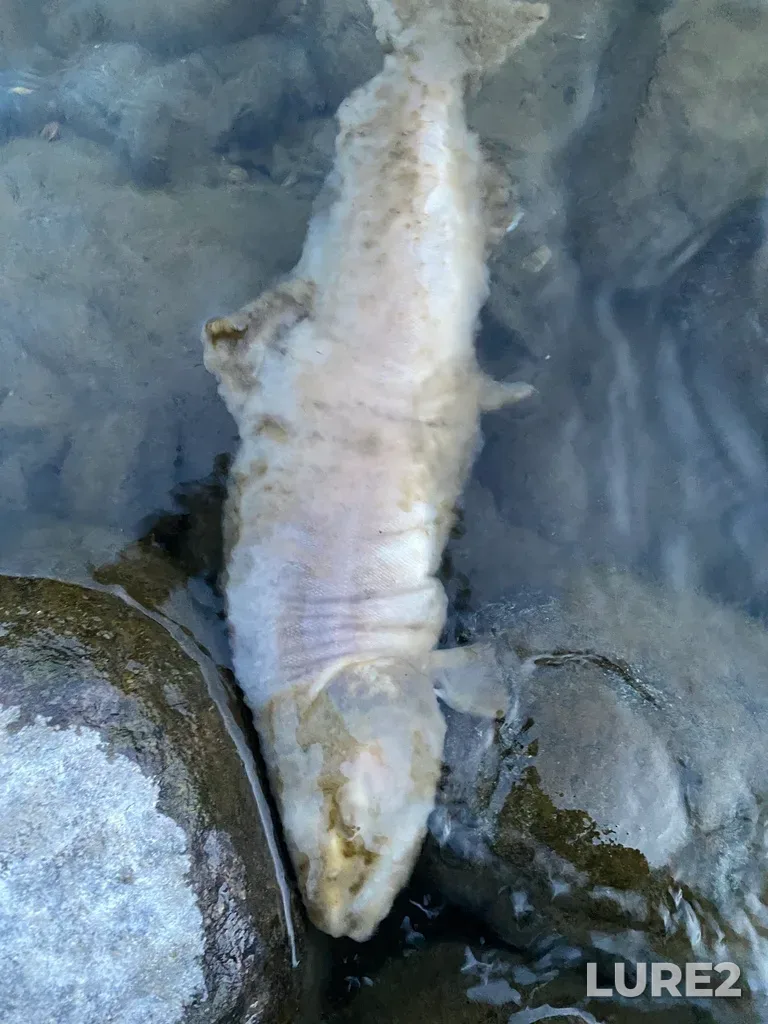 Pink salmon — Thompson River, Sep 30, 2025, 6:47 PM