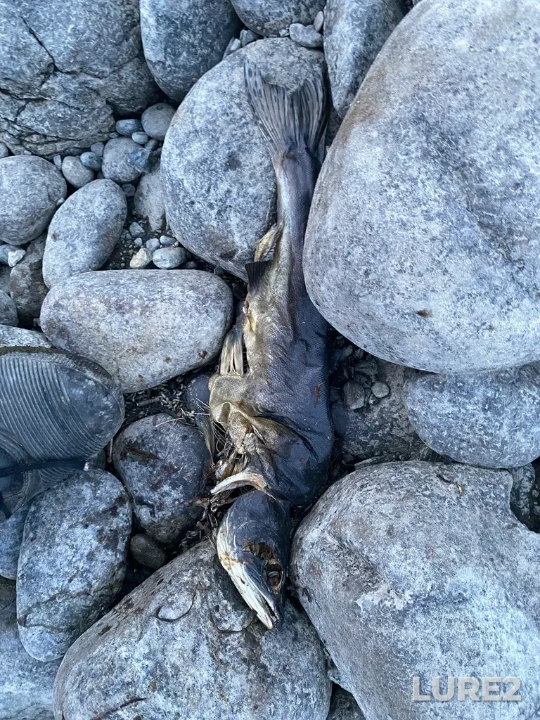 Pink salmon — Thompson River, Sep 30, 2025, 6:47 PM