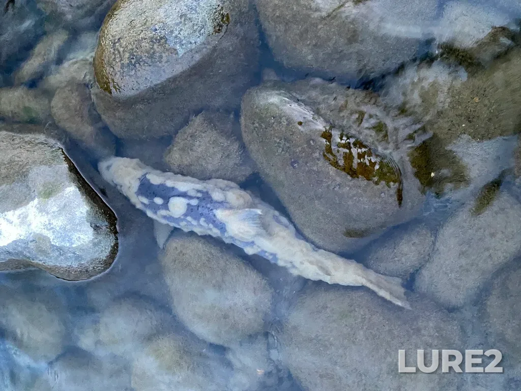 Pink salmon — Thompson River, Sep 30, 2025, 6:49 PM