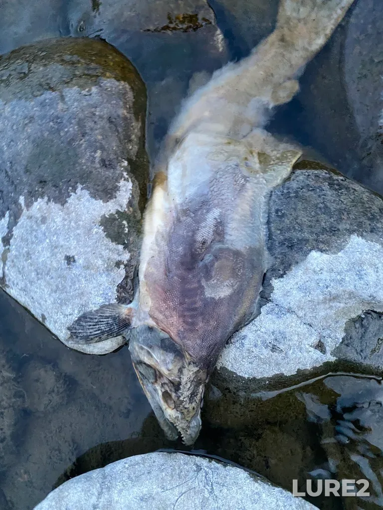 Pink salmon — Thompson River, Sep 30, 2025, 6:50 PM