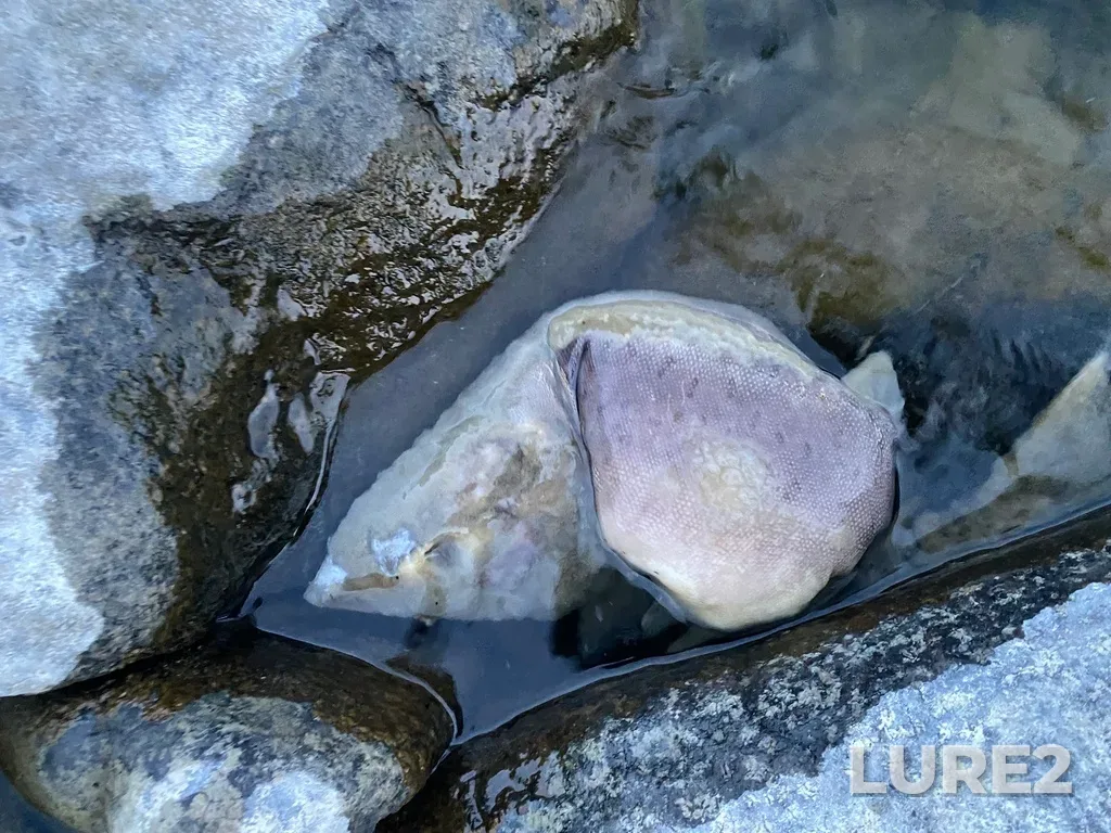 Pink salmon — Thompson River, Sep 30, 2025, 6:50 PM