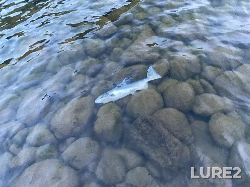 Pink salmon — Thompson River, Sep 30, 2025, 6:50 PM