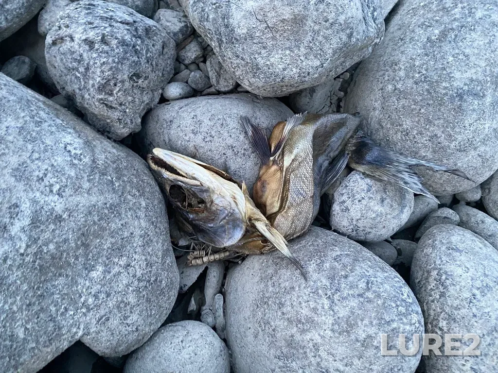 Pink salmon — Thompson River, Sep 30, 2025, 6:50 PM