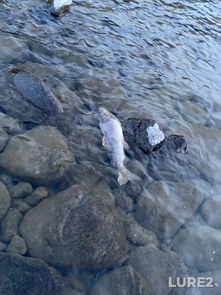 Pink salmon — Thompson River, Sep 30, 2025