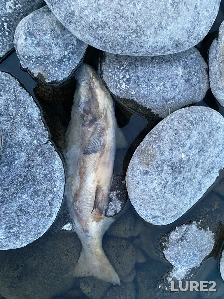 Pink salmon — Thompson River, Sep 30, 2025