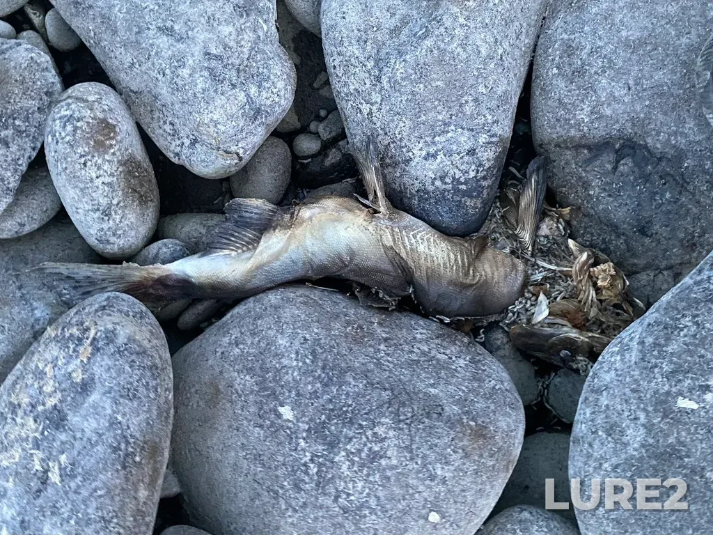 Pink salmon — Thompson River, Sep 30, 2025