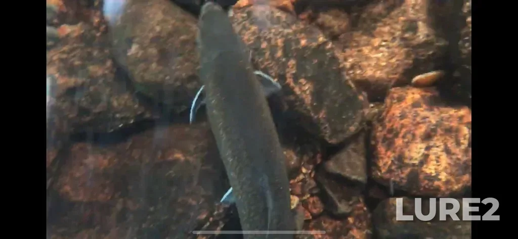 Brook trout — Western Brook, Sep 01, 2019