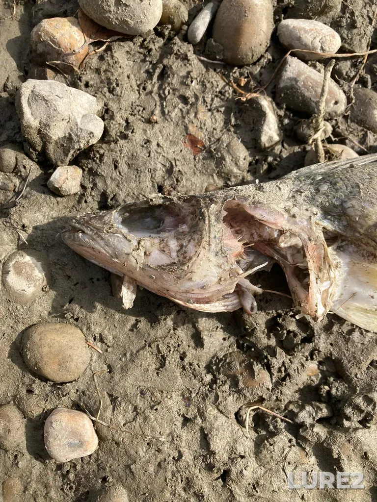 Walleye — North Saskatchewan River, Oct 07, 2025, 2:44 PM