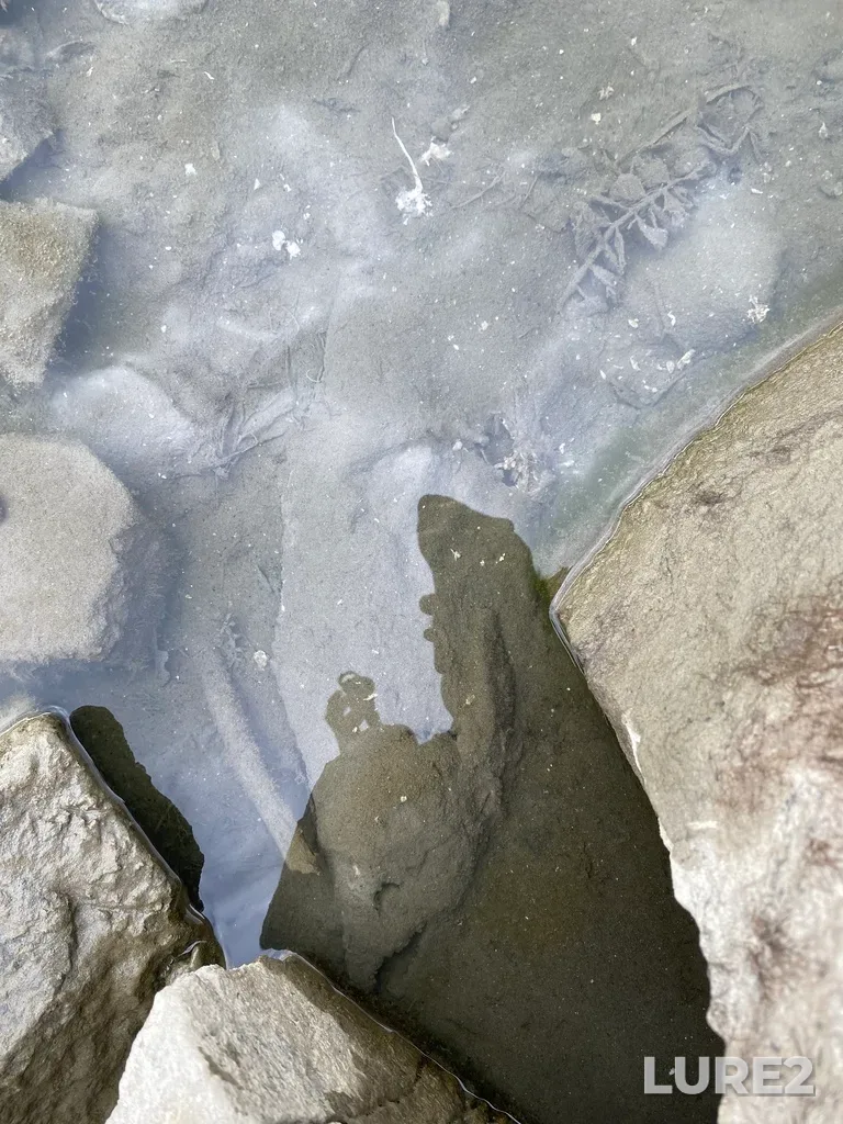 Pink salmon — Thompson River, Oct 07, 2025, 3:42 PM