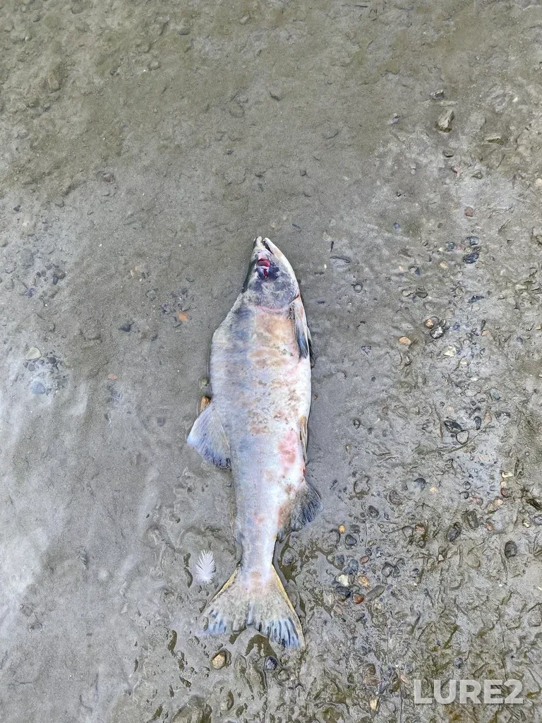 Pink salmon — Thompson River, Oct 07, 2025, 3:43 PM