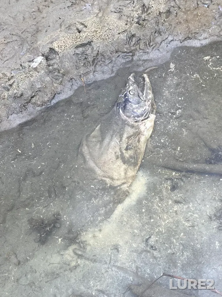 Pink salmon — Thompson River, Oct 07, 2025, 3:47 PM