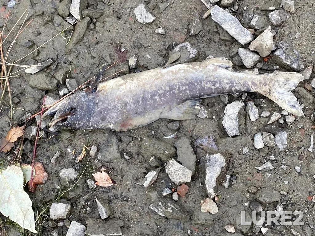 Pink salmon — Thompson River, Oct 07, 2025, 4:19 PM