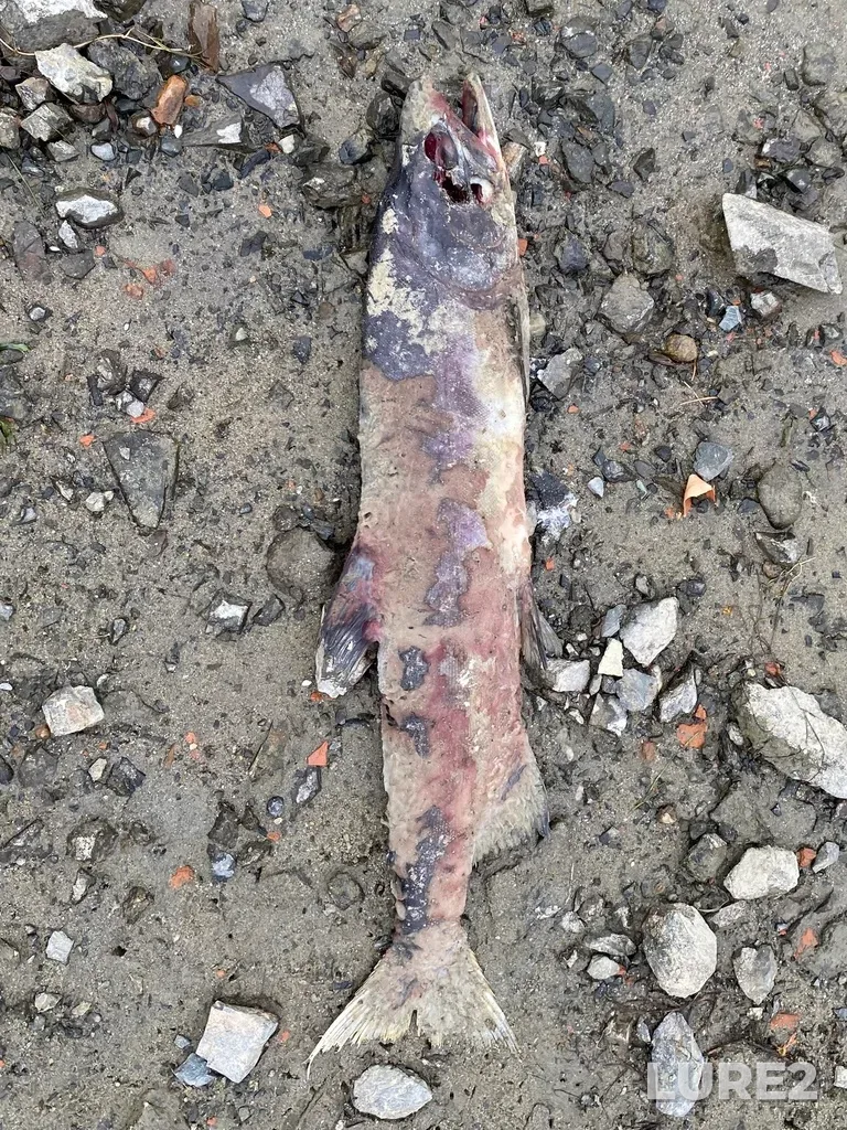 Pink salmon — Thompson River, Oct 07, 2025, 4:19 PM