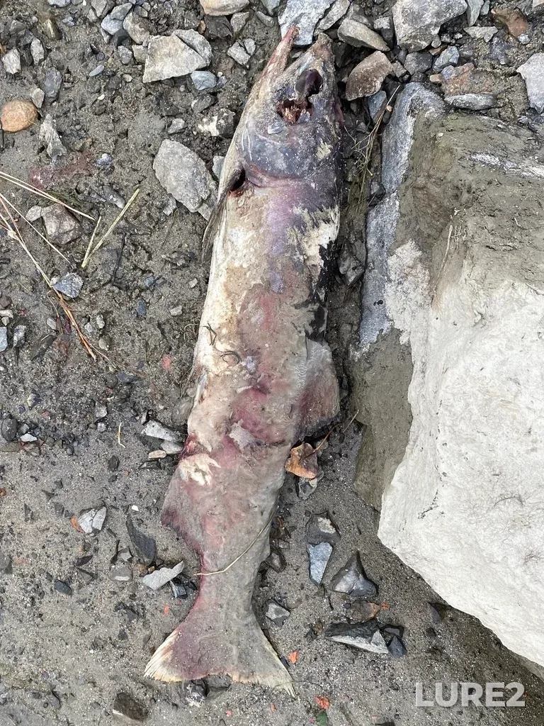 Pink salmon — Thompson River, Oct 07, 2025, 4:19 PM