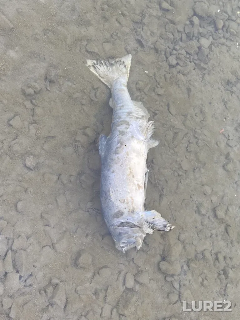Pink salmon — Thompson River, Oct 07, 2025, 4:20 PM