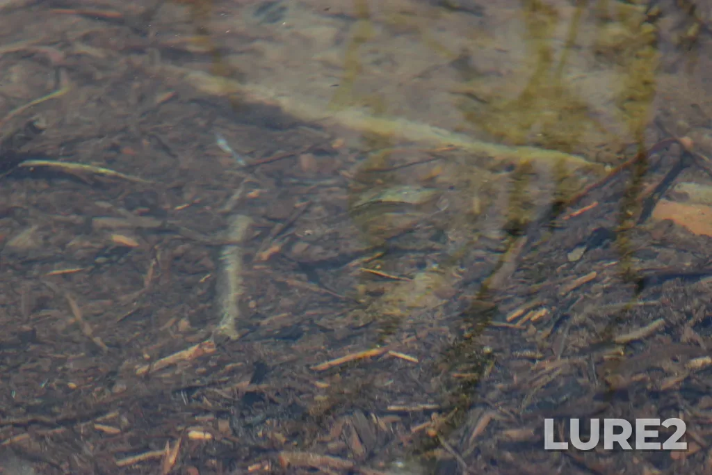 Coho salmon — Claud Elliott Lake, Jun 22, 2025, 1:33 PM