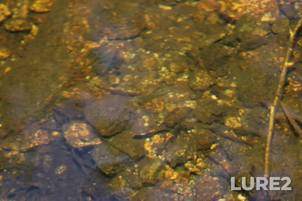 Coho salmon — Tsitika River, Jun 21, 2025, 12:51 PM