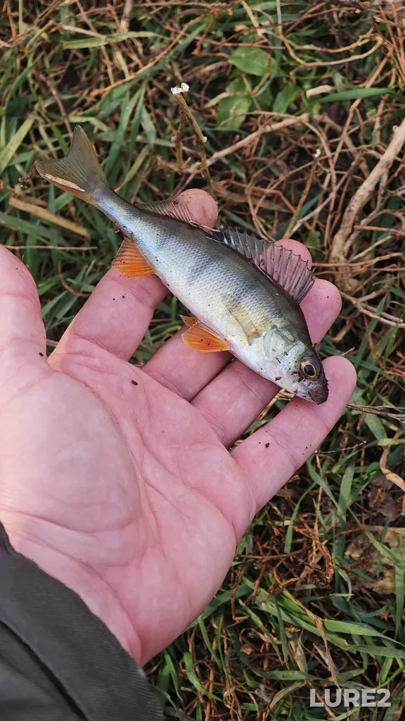 Perch — Zay, Oct 10, 2025, 1:18 PM