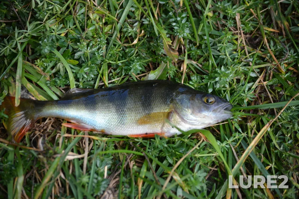 Perch — Selivanovskiy r-n, Vladimirskaya obl., Rossiya, Oct 11, 2025, 9:58 AM