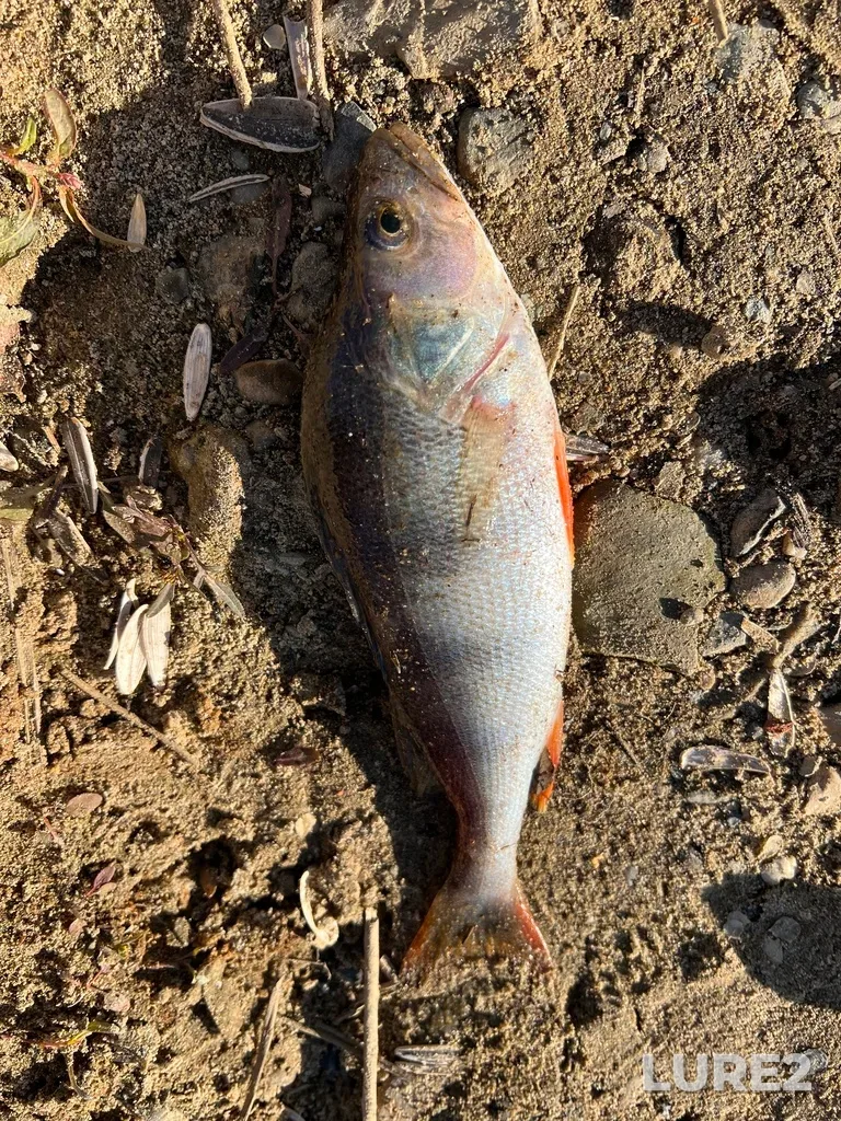 Perch — Tura, Oct 12, 2025, 2:32 PM