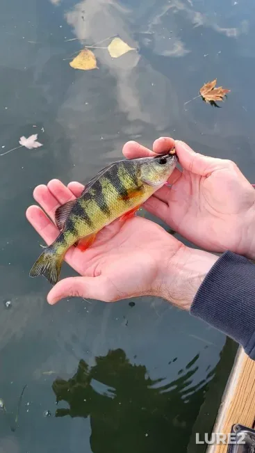 Yellow perch — Rivière Magog, Oct 12, 2025, 2:00 PM