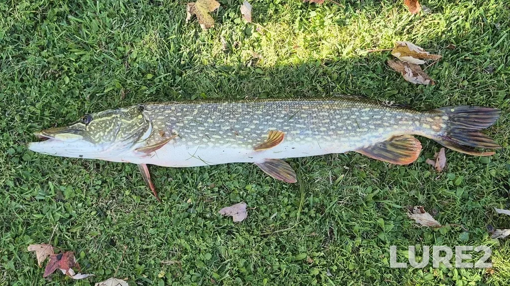 Pike — Seymour Lake, Oct 13, 2025, 3:19 PM